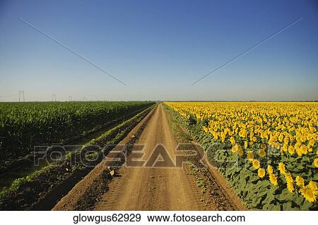 Dirt road running through a field View Large Photo Image Stock Photo - Dirt road running through a field. Fotosearch