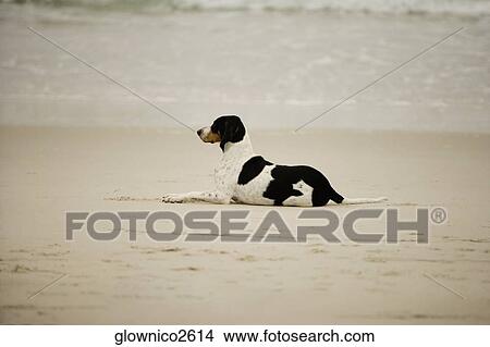 Dog on a sandy beach View Large Photo Image Picture - Dog on a sandy beach. Fotosearch