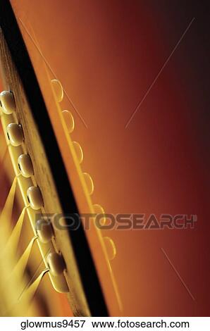 Extreme close-up of guitar bridge and strings View Large Photo Image Stock Photo - Extreme close-up of guitar bridge and strings. Fotosearch