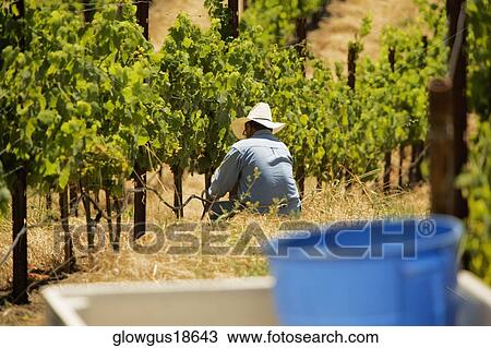 Farmer in a vineyard View Large Photo Image Stock Image - Farmer in a vineyard. Fotosearch