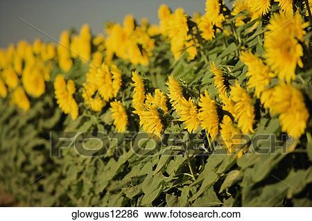 Field of sunflowers View Large Photo Image Stock Photograph - Field of sunflowers. Fotosearch