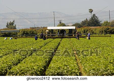 Group of people working in a farm View Large Photo Image Stock Image - Group of people working in a farm. Fotosearch