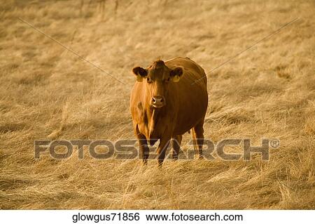 High angle view of a cow in a field View Large Photo Image Stock Photograph - High angle view of a cow in a field. Fotosearch