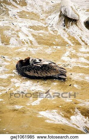 High angle view of a pelican, La Jolla Reefs, San Diego Bay, California, USA View Large Photo Image Stock Photography - High angle view of a pelican, La Jolla Reefs, San Diego Bay, California, USA. Fotosearch