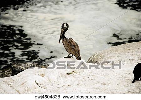 High angle view of a pelican perching on a reef, La Jolla Reefs, San Diego Bay, California, USA View Large Photo Image Stock Photo - High angle view of a pelican perching on a reef, La Jolla Reefs, San Diego Bay, California, USA. Fotosearch