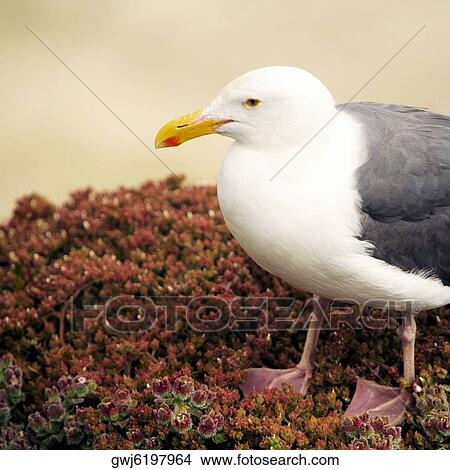 High angle view of a seagull on a rock, La Jolla Reefs, San Diego Bay, California, USA View Large Photo Image Picture - High angle view of a seagull on a rock, La Jolla Reefs, San Diego Bay, California, USA. Fotosearch