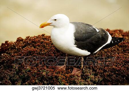 High angle view of a seagull on a rock, La Jolla Reefs, San Diego Bay, California, USA View Large Photo Image Stock Photography - High angle view of a seagull on a rock, La Jolla Reefs, San Diego Bay, California, USA. Fotosearch
