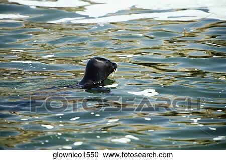 Stock Image - High angle view of a seal in water. Fotosearch