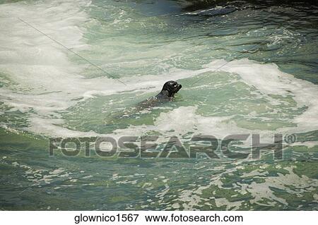 Stock Photo - High angle view of a seal in water. Fotosearch
