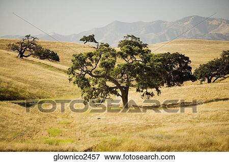 High angle view of a tree in a meadow View Large Photo Image Stock Photo - High angle view of a tree in a meadow. Fotosearch