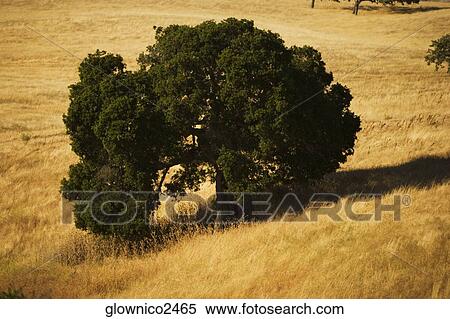 High angle view of a tree in a meadow View Large Photo Image Stock Photography - High angle view of a tree in a meadow. Fotosearch