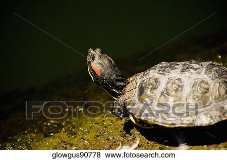 High angle view of a turtle on a rock View Large Photo Image Stock Photo - High angle view of a turtle on a rock. Fotosearch