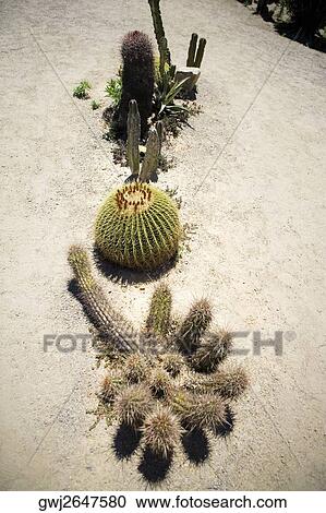 High angle view of an assortment of cactus plants, San Diego, California, USA View Large Photo Image Stock Image - High angle view of an assortment of cactus plants, San Diego, California, USA. Fotosearch