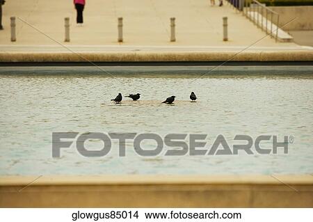 High angle view of birds in a pool of water View Large Photo Image Picture - High angle view of birds in a pool of water. Fotosearch