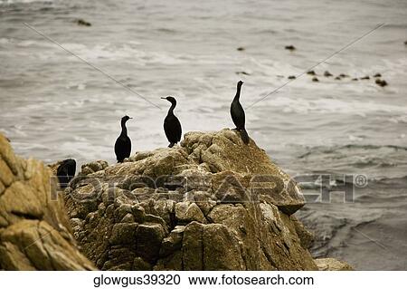 High angle view of birds perching on a rock View Large Photo Image Stock Image - High angle view of birds perching on a rock. Fotosearch