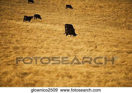 High angle view of cows in a field View Large Photo Image Stock Photo - High angle view of cows in a field. Fotosearch