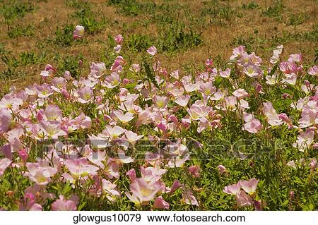 Stock Photo - High angle view of flowers in a field. Fotosearch