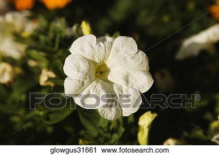 High angle view of flowers View Large Photo Image Stock Image - High angle view of flowers. Fotosearch