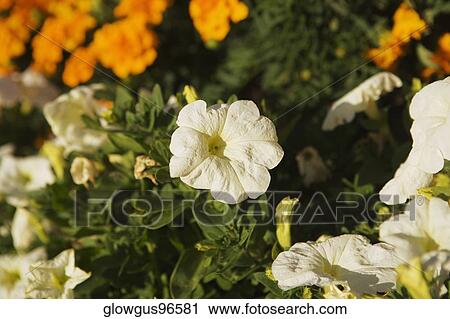 Stock Image - High angle view of flowers. Fotosearch
