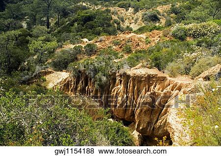 High angle view of lush foliage in Torrey Pines State Reserve, San Diego, California, USA View Large Photo Image Stock Photo - High angle view of lush foliage in Torrey Pines State Reserve, San Diego, California, USA. Fotosearch