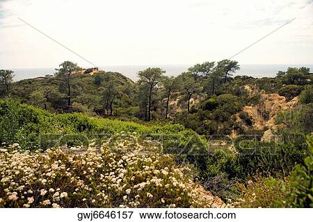 High angle view of lush foliage in Torrey Pines State Reserve, San Diego, California, USA View Large Photo Image Stock Photo - High angle view of lush foliage in Torrey Pines State Reserve, San Diego, California, USA. Fotosearch