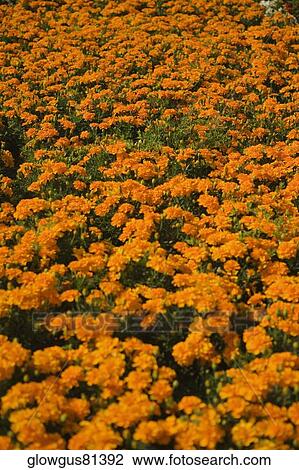 High angle view of marigold flowers View Large Photo Image Stock Image - High angle view of marigold flowers. Fotosearch