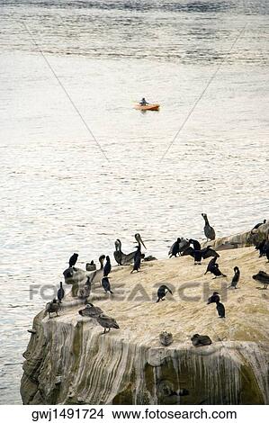 High angle view of pelicans at the La Jolla Reefs, San Diego Bay, California, USA View Large Photo Image Picture - High angle view of pelicans at the La Jolla Reefs, San Diego Bay, California, USA. Fotosearch