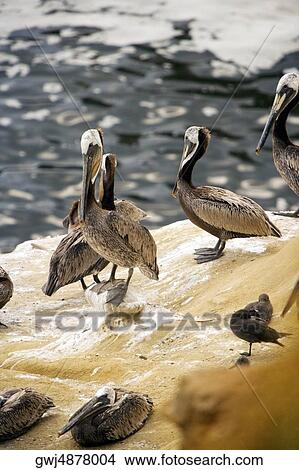 High angle view of pelicans at the La Jolla Reefs, San Diego Bay, California, USA View Large Photo Image Picture - High angle view of pelicans at the La Jolla Reefs, San Diego Bay, California, USA. Fotosearch