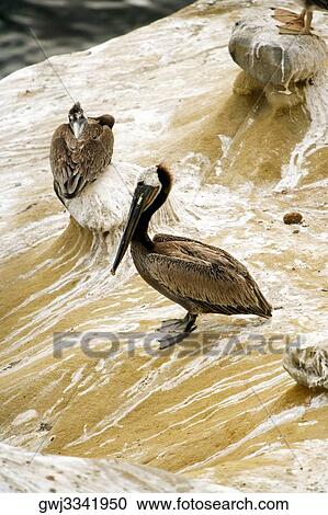 High angle view of pelicans at the La Jolla Reefs, San Diego Bay, California, USA View Large Photo Image Stock Image - High angle view of pelicans at the La Jolla Reefs, San Diego Bay, California, USA. Fotosearch