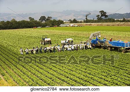 High angle view of people working on a farm, Los Angeles, California, USA View Large Photo Image Picture - High angle view of people working on a farm, Los Angeles, California, USA. Fotosearch