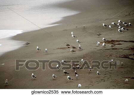 High angle view of seagulls on a sandy beach View Large Photo Image Stock Photography - High angle view of seagulls on a sandy beach. Fotosearch