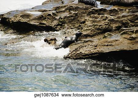 High angle view of seals lying on a rock surface View Large Photo Image Picture - High angle view of seals lying on a rock surface. Fotosearch
