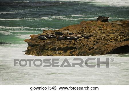 High angle view of seals lying on a rock surface View Large Photo Image Stock Image - High angle view of seals lying on a rock surface. Fotosearch
