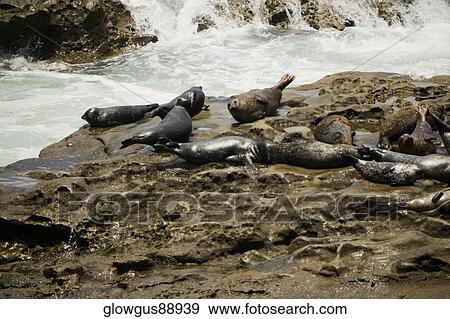Stock Photo - High angle view of seals lying on a rock surface. Fotosearch