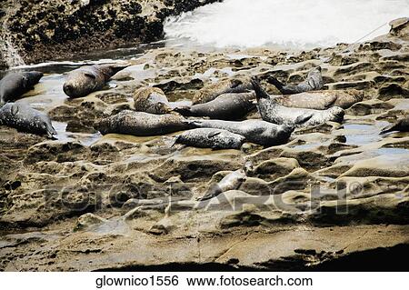 High angle view of seals lying on a rock surface View Large Photo Image Stock Photograph - High angle view of seals lying on a rock surface. Fotosearch