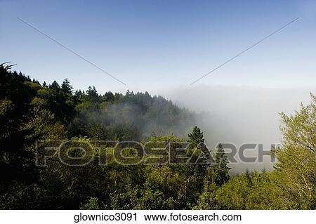 High angle view of the fog in the trees View Large Photo Image Stock Image - High angle view of the fog in the trees. Fotosearch
