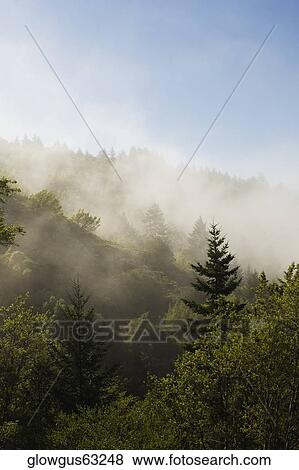 High angle view of the fog in the trees View Large Photo Image Stock Photo - High angle view of the fog in the trees. Fotosearch