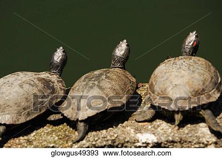 High angle view of turtles on a rock View Large Photo Image Stock Image - High angle view of turtles on a rock. Fotosearch