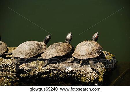 High angle view of turtles on a rock View Large Photo Image Stock Image - High angle view of turtles on a rock. Fotosearch