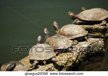 Stock Photograph - High angle view of turtles on a rock. Fotosearch
