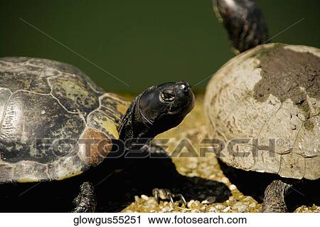 Stock Image - High angle view of two turtles on a rock. Fotosearch