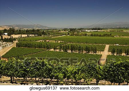 High angle view of vineyards View Large Photo Image Stock Photo - High angle view of vineyards. Fotosearch