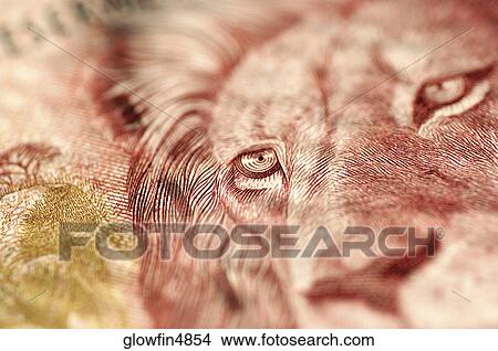 lion on bank note, close-up View Large Photo Image Picture - lion on bank note, close-up. Fotosearch