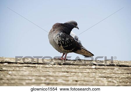 Low angle view of a pigeon on a ledge View Large Photo Image Picture - Low angle view of a pigeon on a ledge. Fotosearch