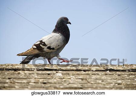 Low angle view of a pigeon on a ledge View Large Photo Image Stock Photo - Low angle view of a pigeon on a ledge. Fotosearch