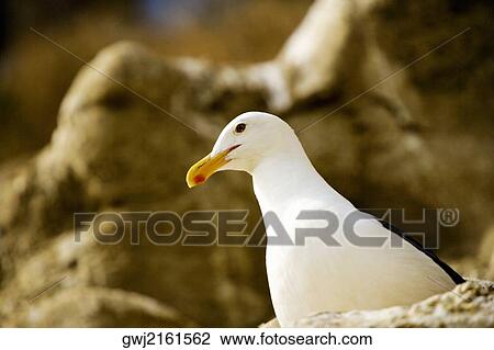 Stock Image - Low angle view of a seagull on a rock, La Jolla, San Diego, California, USA. Fotosearch