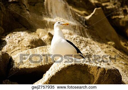 Low angle view of a seagull on a rock, La Jolla, San Diego, California, USA View Large Photo Image Stock Photography - Low angle view of a seagull on a rock, La Jolla, San Diego, California, USA. Fotosearch
