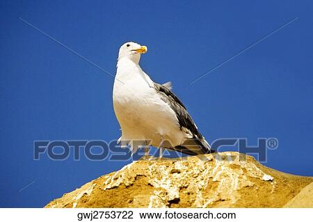 Low angle view of a seagull standing on a rock, La Jolla, San Diego, California, USA View Large Photo Image Stock Image - Low angle view of a seagull standing on a rock, La Jolla, San Diego, California, USA. Fotosearch