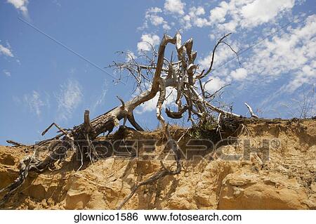 Low angle view of an uprooted tree View Large Photo Image Stock Photograph - Low angle view of an uprooted tree. Fotosearch