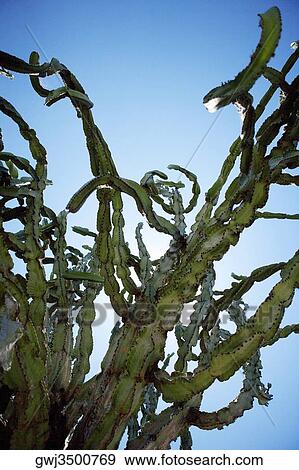 Low angle view of cactus plants, San Diego, California, USA View Large Photo Image Stock Photo - Low angle view of cactus plants, San Diego, California, USA. Fotosearch